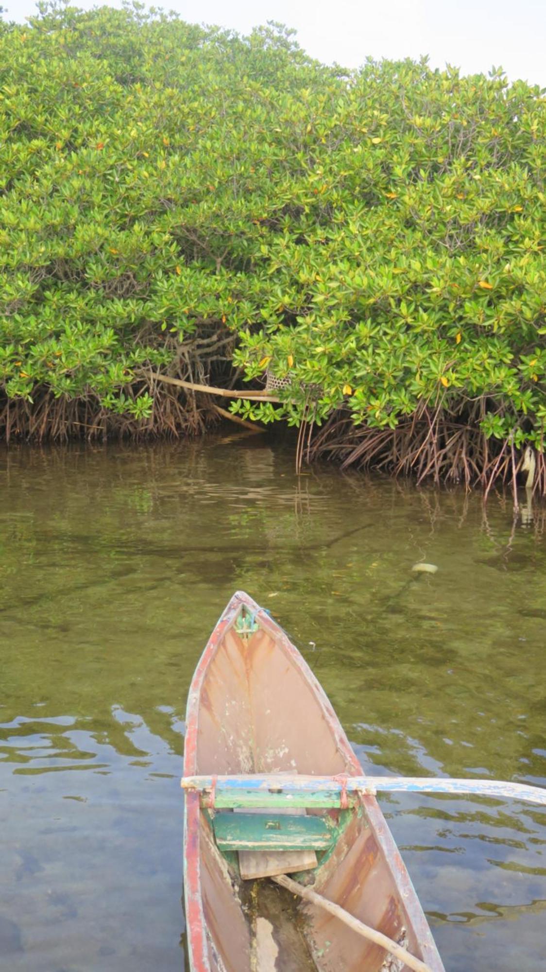Mangrove Inn Îles Îles Karimunjawa Extérieur photo